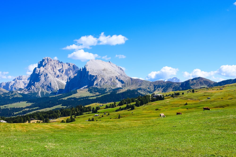 a grassy field with mountains in the background