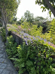 A modern garden pathway bordered by lush shrubs and decorative stones.