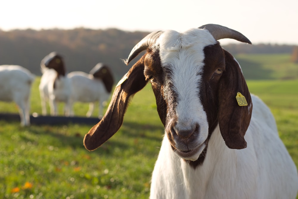 a goat with a yellow tag