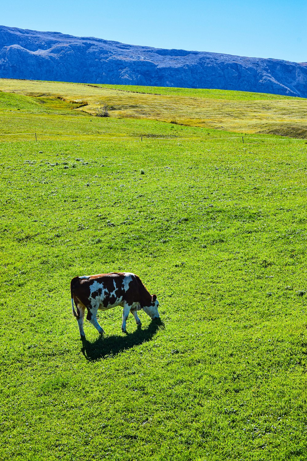 a cow grazing in a field