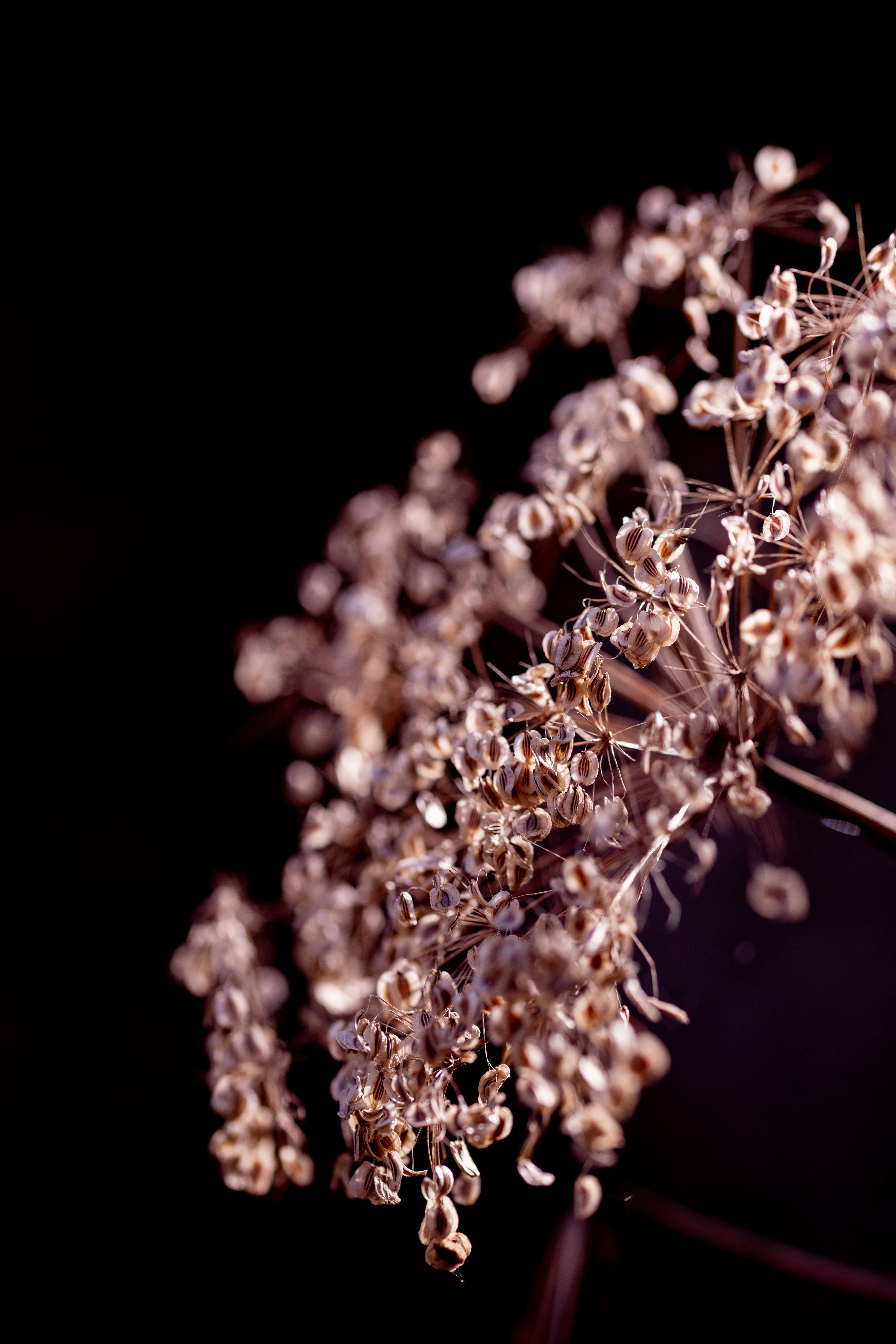 Photo by lauraadaiphoto