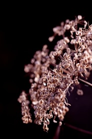 close-up of a plant