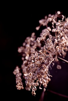 close-up of a plant