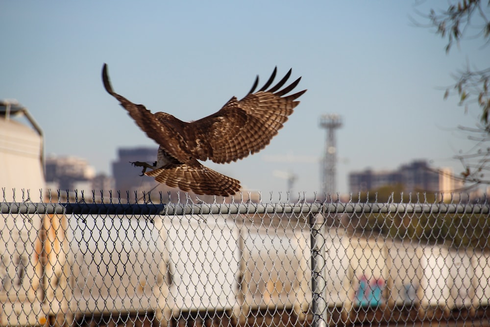 a couple of birds flying over a fence