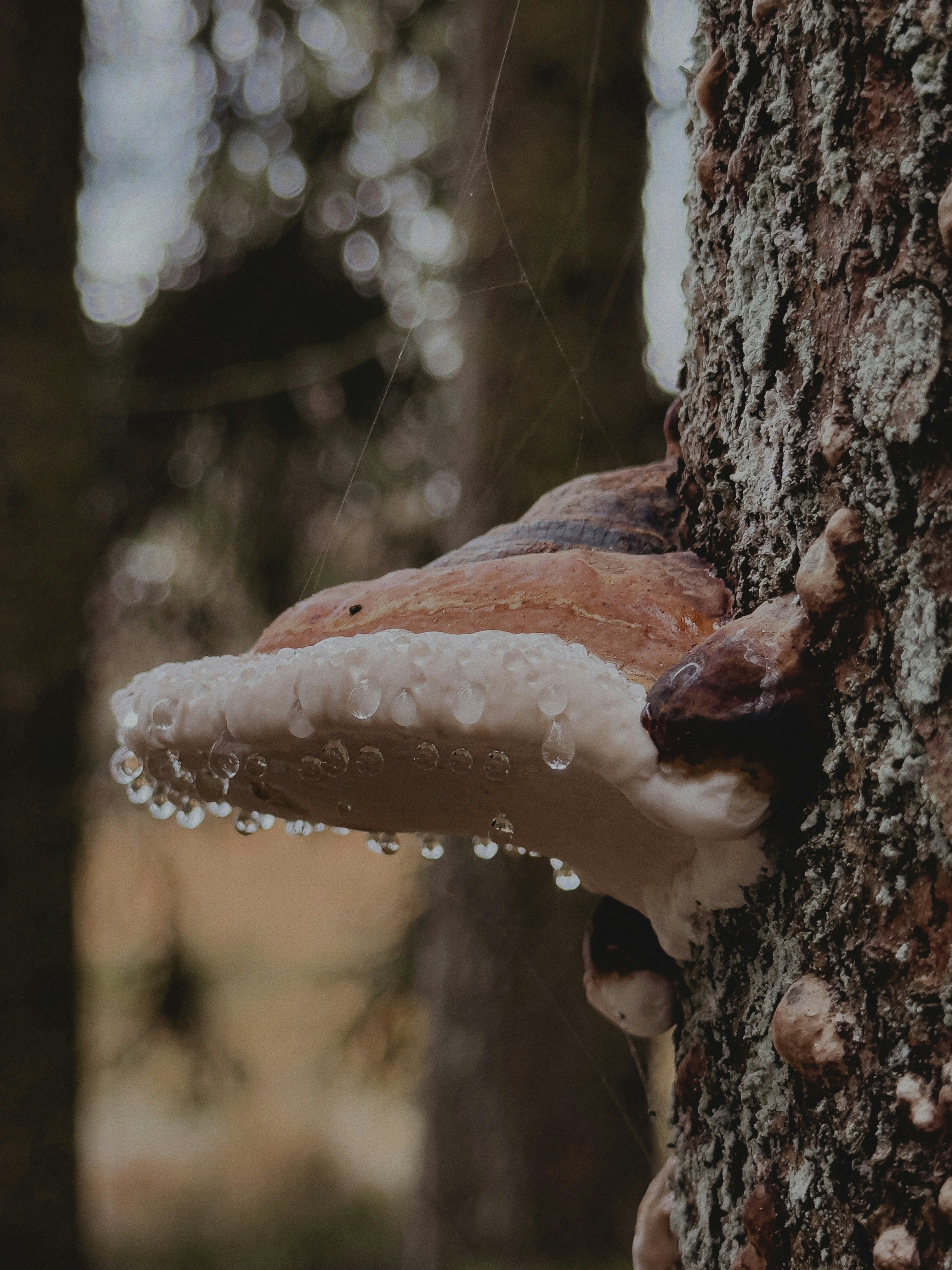 A mushroom growing on a tree photo – Free Plant Image on Unsplash