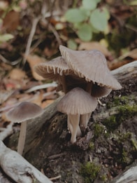 Several mushrooms with pale brown caps and gills grow closely together on a moss-covered log in a forest setting. The background shows various shades of green and brown from leaves and undergrowth, creating an earthy and natural atmosphere.