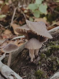 Several mushrooms with pale brown caps and gills grow closely together on a moss-covered log in a forest setting. The background shows various shades of green and brown from leaves and undergrowth, creating an earthy and natural atmosphere.