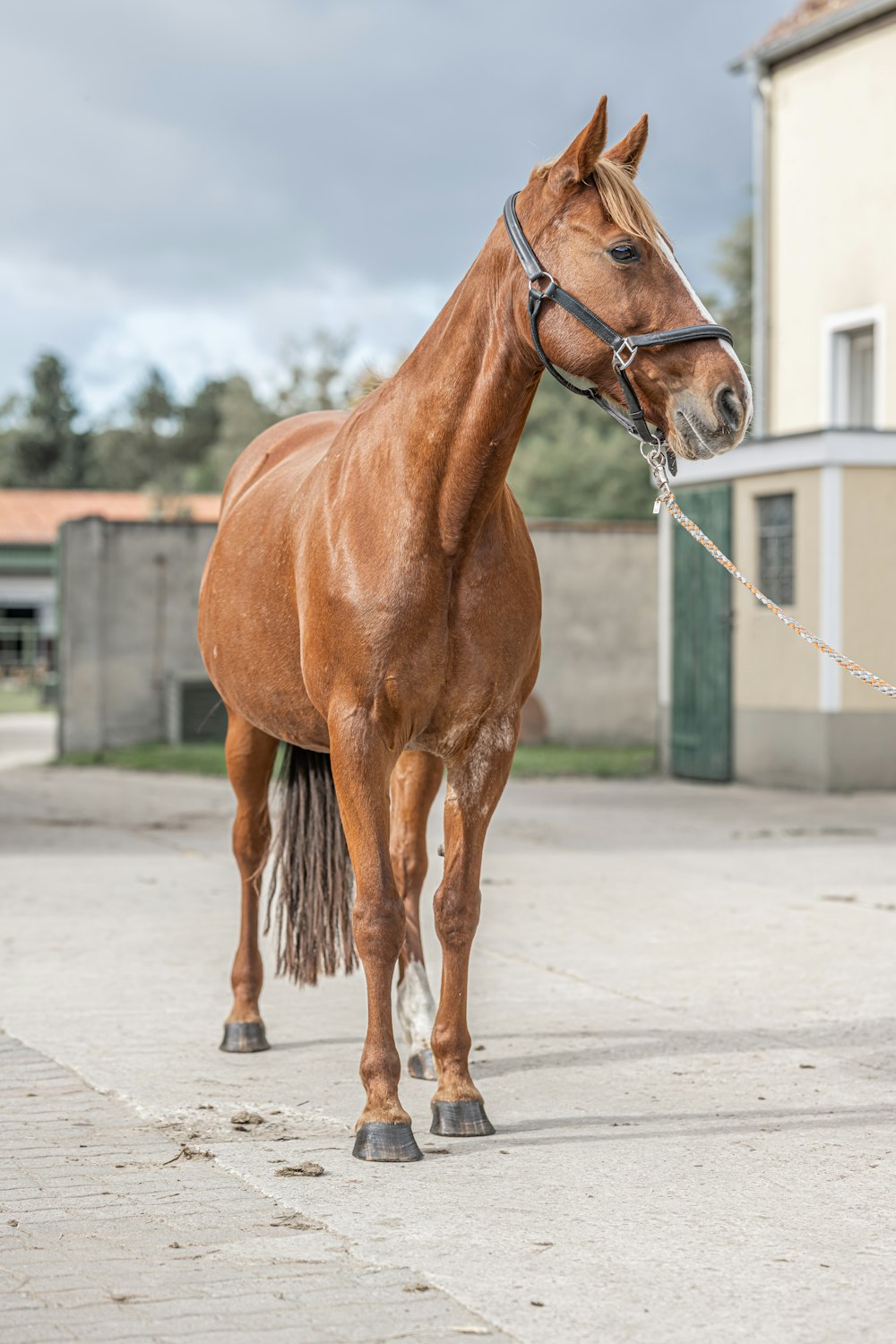 un cavallo in piedi su una superficie di cemento