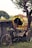 A colorful rickshaw is parked beside a tree on a grassy patch. The rickshaw's canopy is adorned with intricate and vibrant designs. It appears to be an older model, with a vintage look, and the surrounding environment suggests a rural or suburban setting.