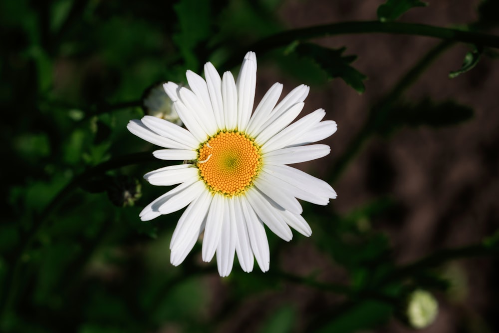 a white flower with yellow center