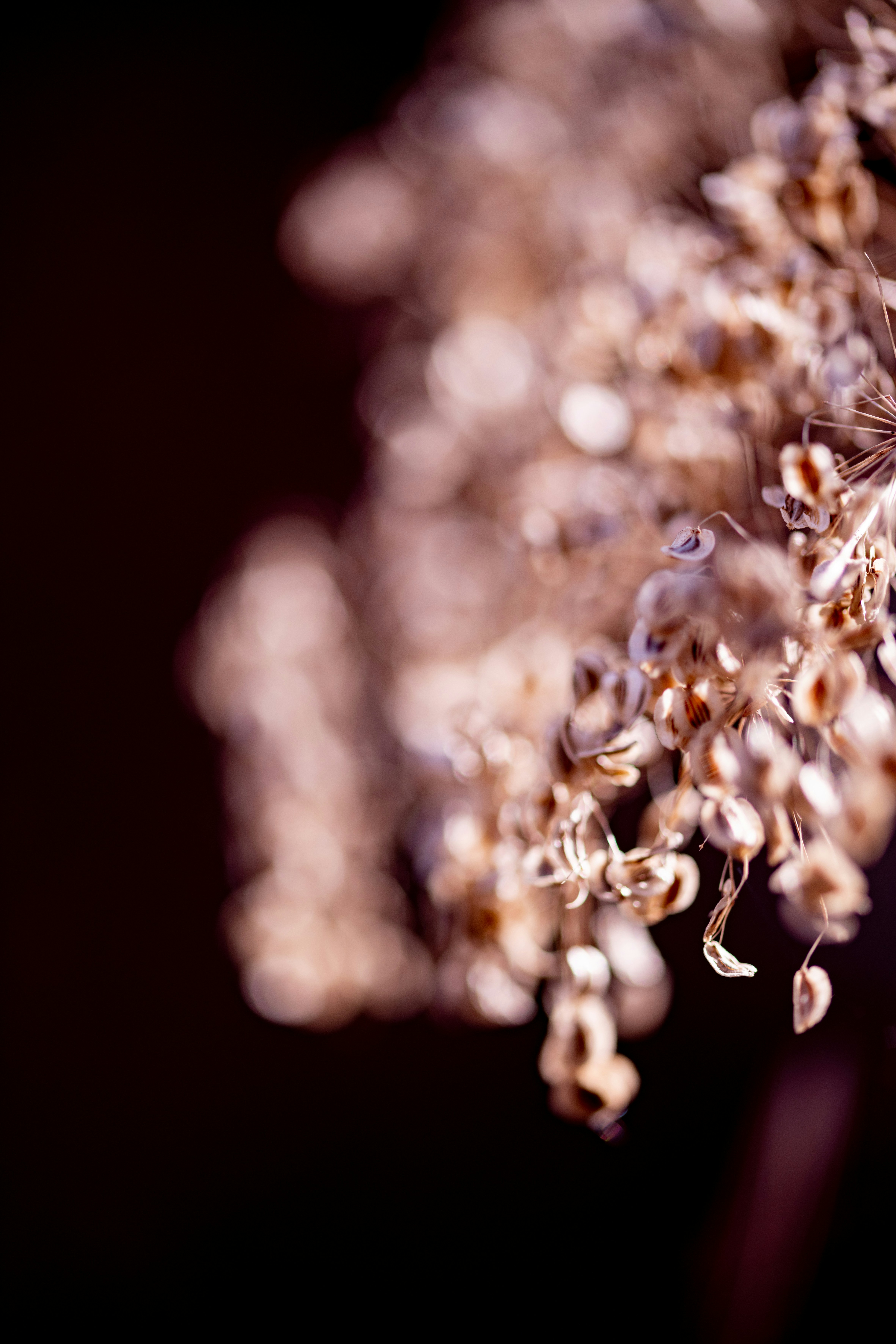 Photo by lauraadaiphoto