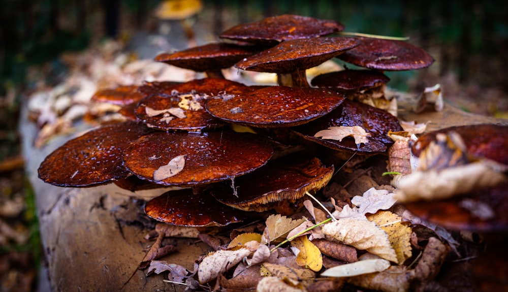 a pile of red and brown mushrooms