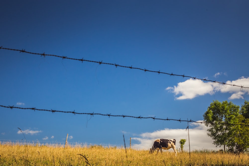 Una mucca in un campo