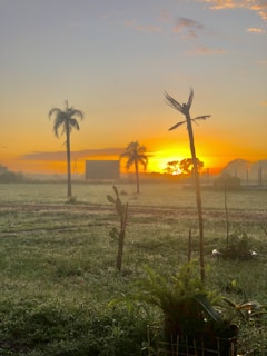 Sunrise over an agave field with soft golden light illuminating the plants.