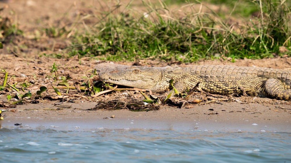 a crocodile on the ground