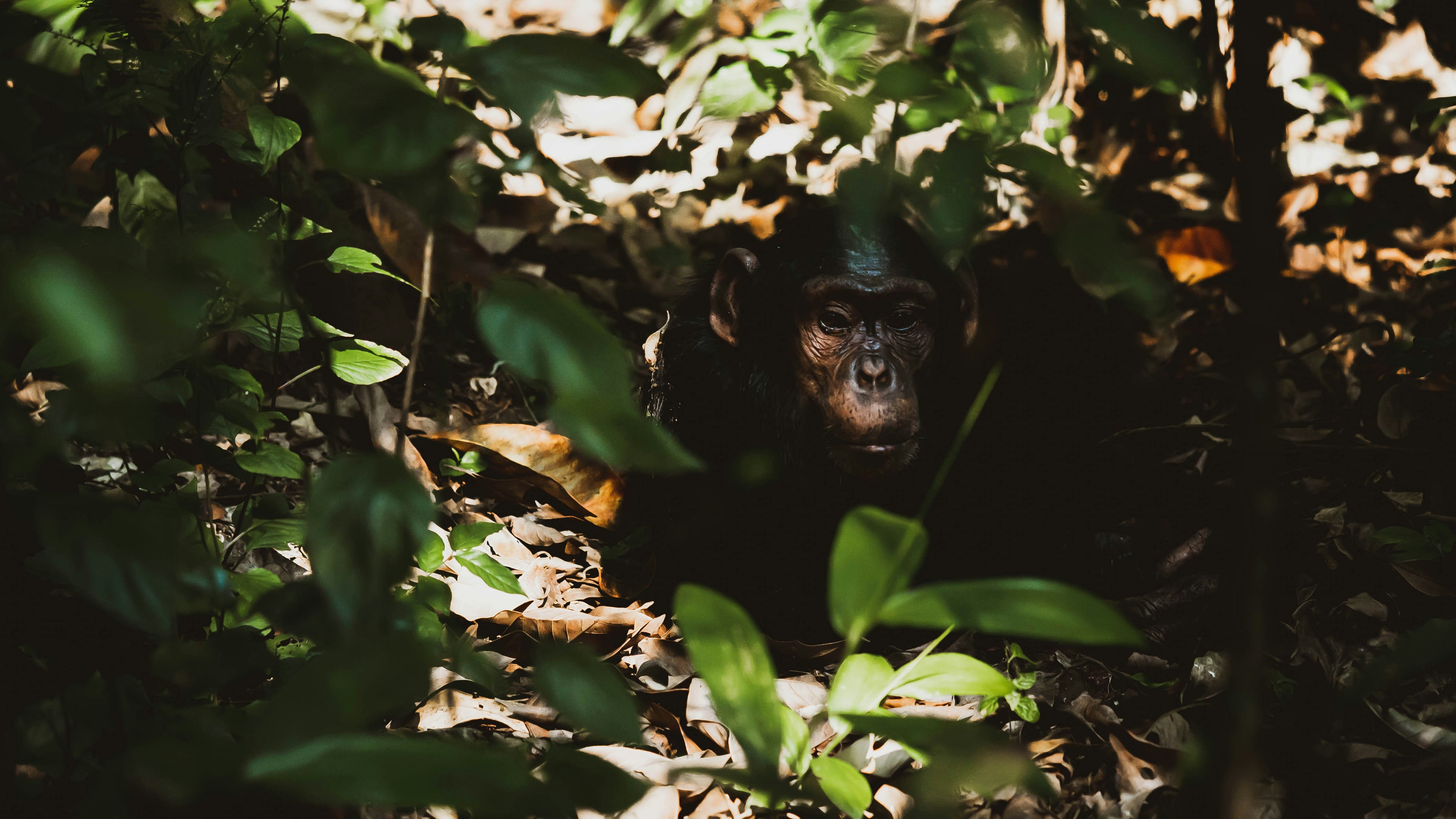 Chimpanzee in lush green tropical forest, curious expression, rich African jungle background