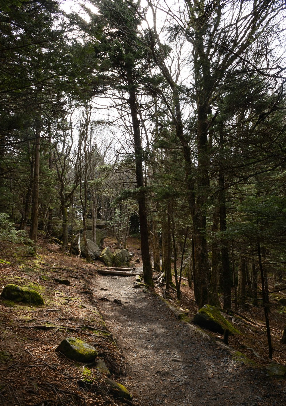 a path through a forest