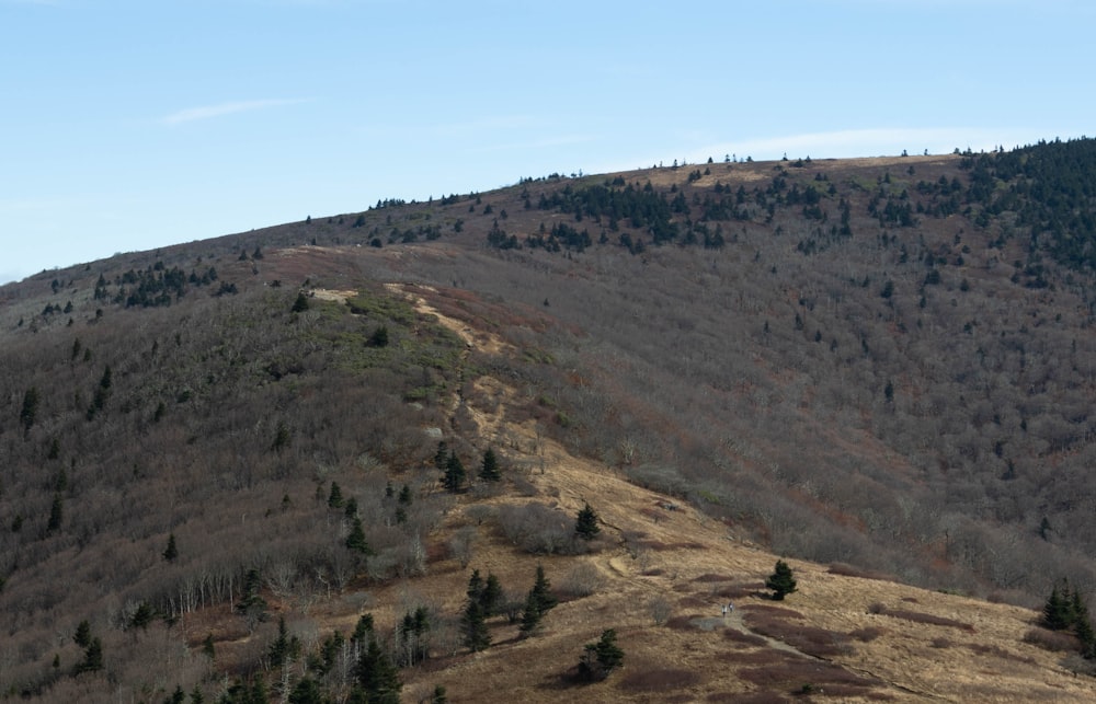 a landscape with trees and hills