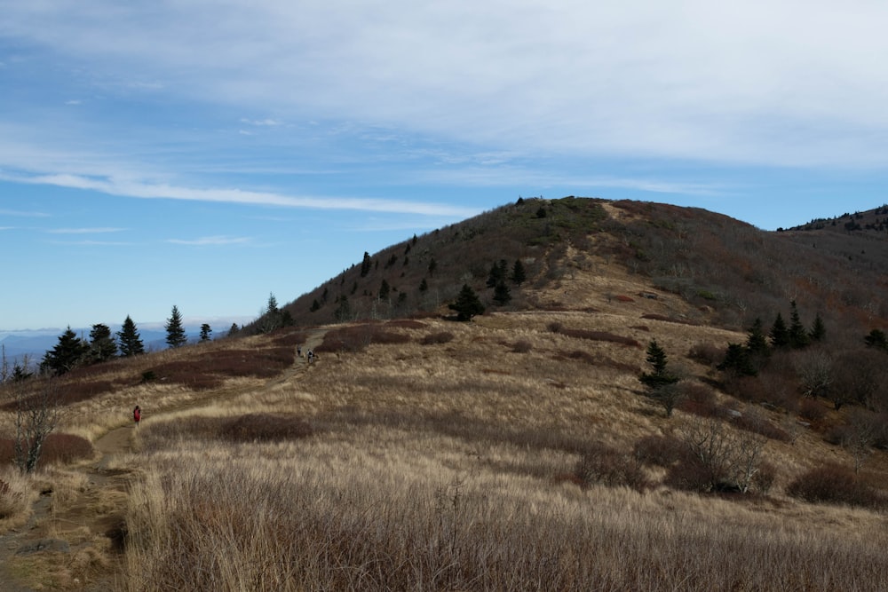 a grassy hill with trees and a person walking on it