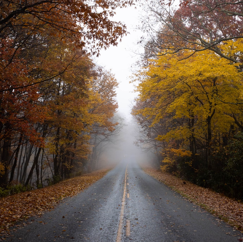 a road with trees on either side