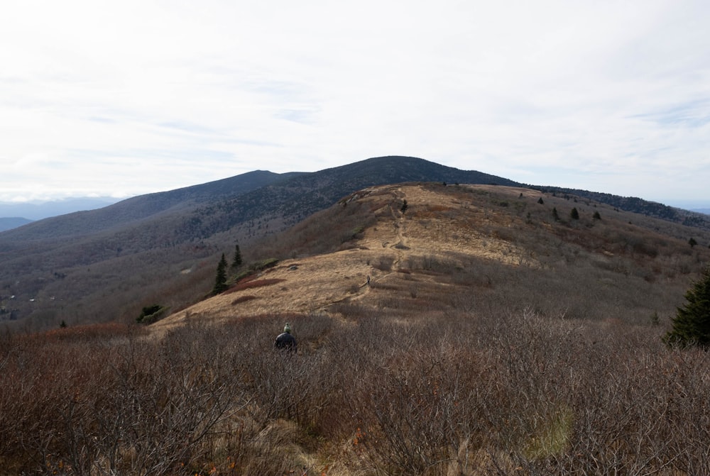 a grassy hill with trees