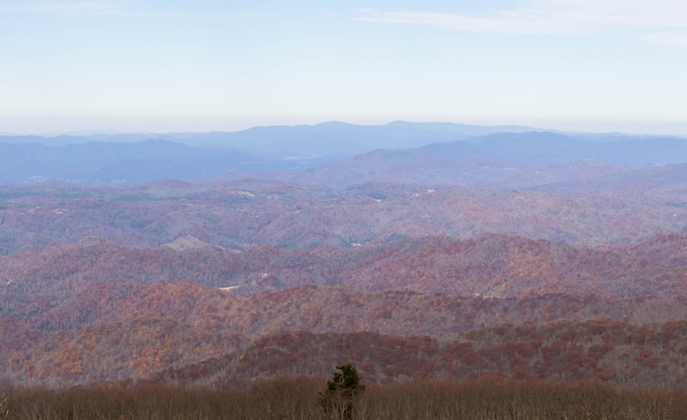 Un paysage avec des collines et des arbres