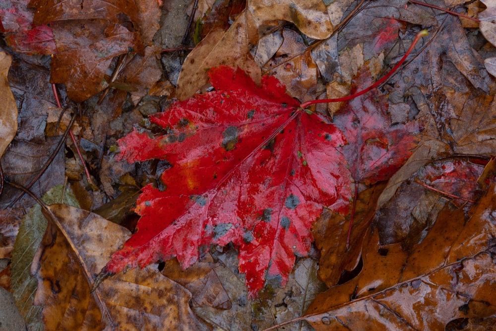 a red leaf on a tree