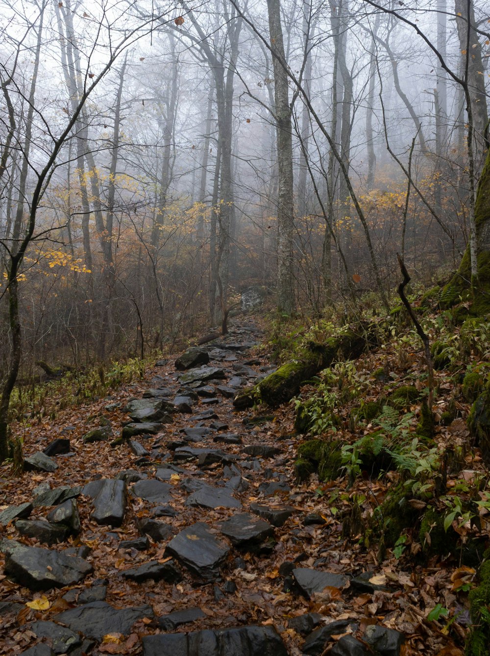 a stream in a forest