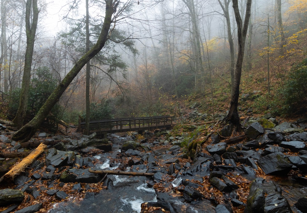 a bridge over a stream in a forest