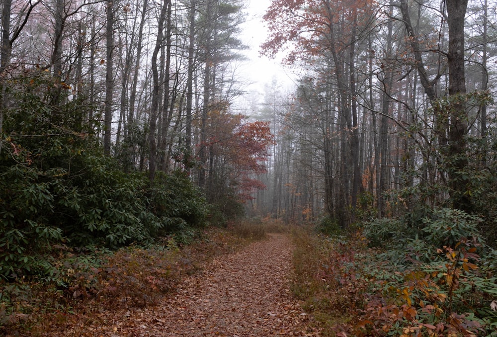 a dirt path through a forest