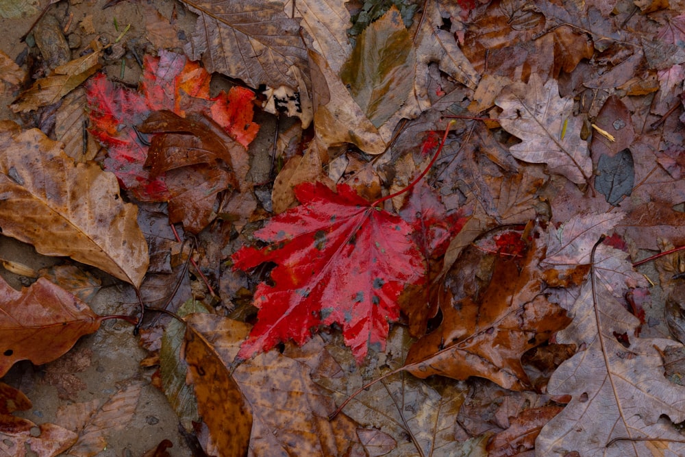 red leaves on the ground