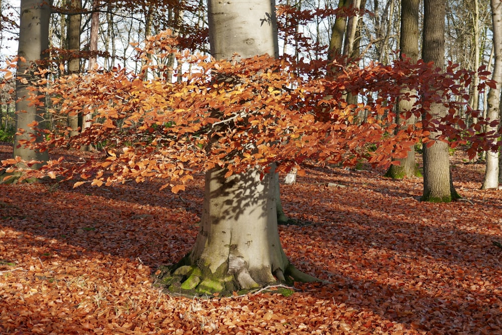 a stone bench in a forest