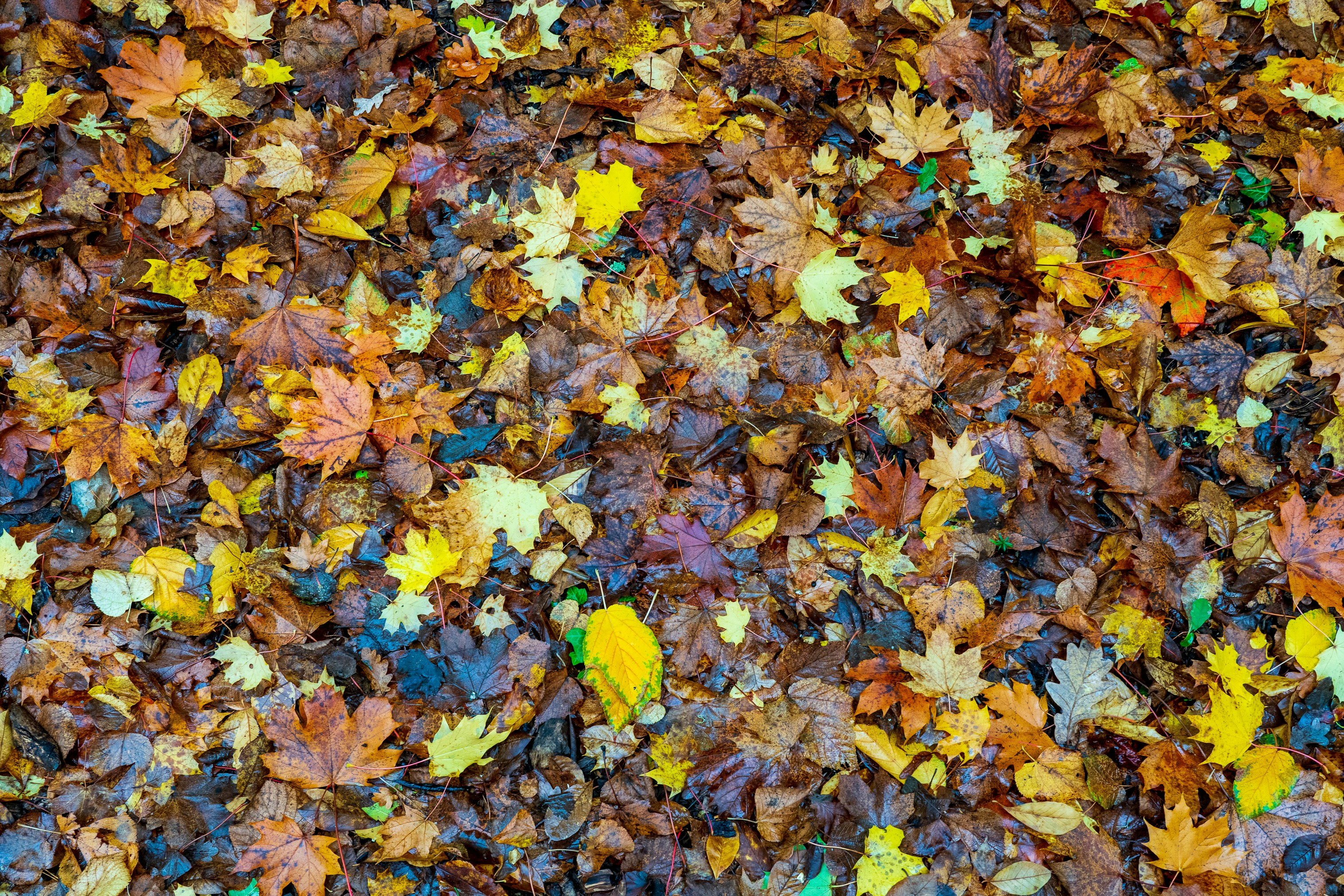 Photo by jannerboy62