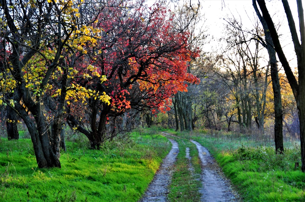 a dirt road with trees on either side of it