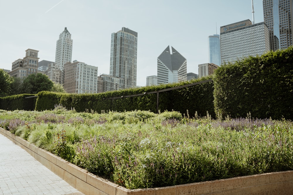 a garden with a city in the background