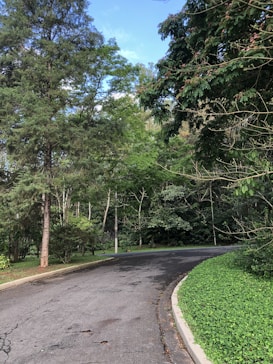A winding road curves gently through a forested area, flanked by tall dense trees with lush green foliage. The sky is partially visible, showing hints of blue peeking through the tree canopy. The road surface shows signs of wear, adding to the natural, rustic charm of the setting.