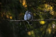A serene owl perched on a moonlit branch, eyes reflecting distant galaxies.
