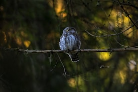 An owl perches calmly on a branch surrounded by a dimly lit forest. The background includes blurred foliage with hints of sunlight filtering through the leaves, creating a serene and mystical atmosphere.