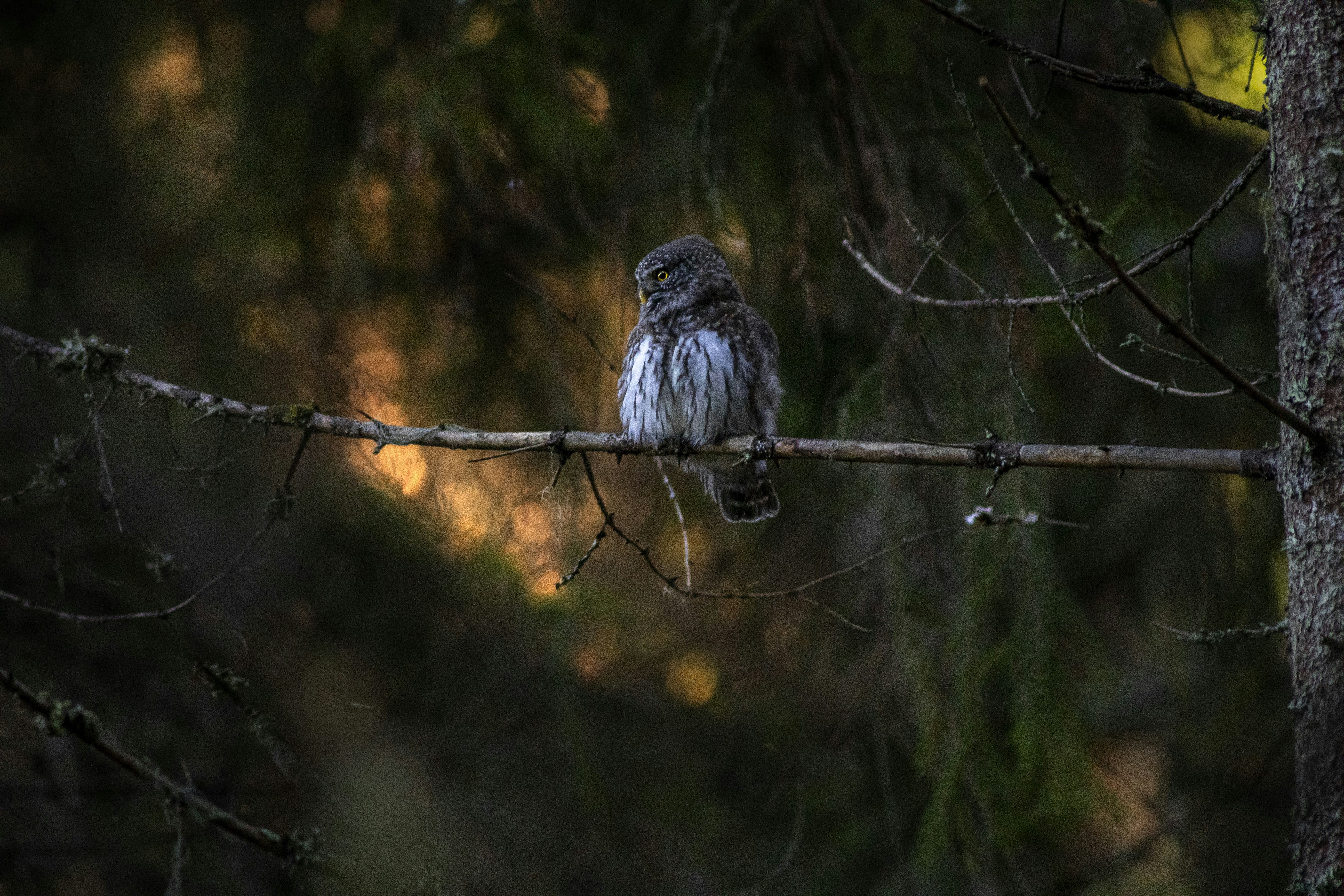 Photo by erik_karits