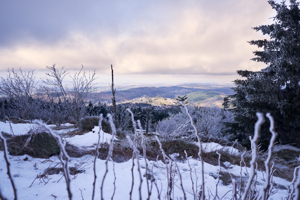 a snowy landscape with trees