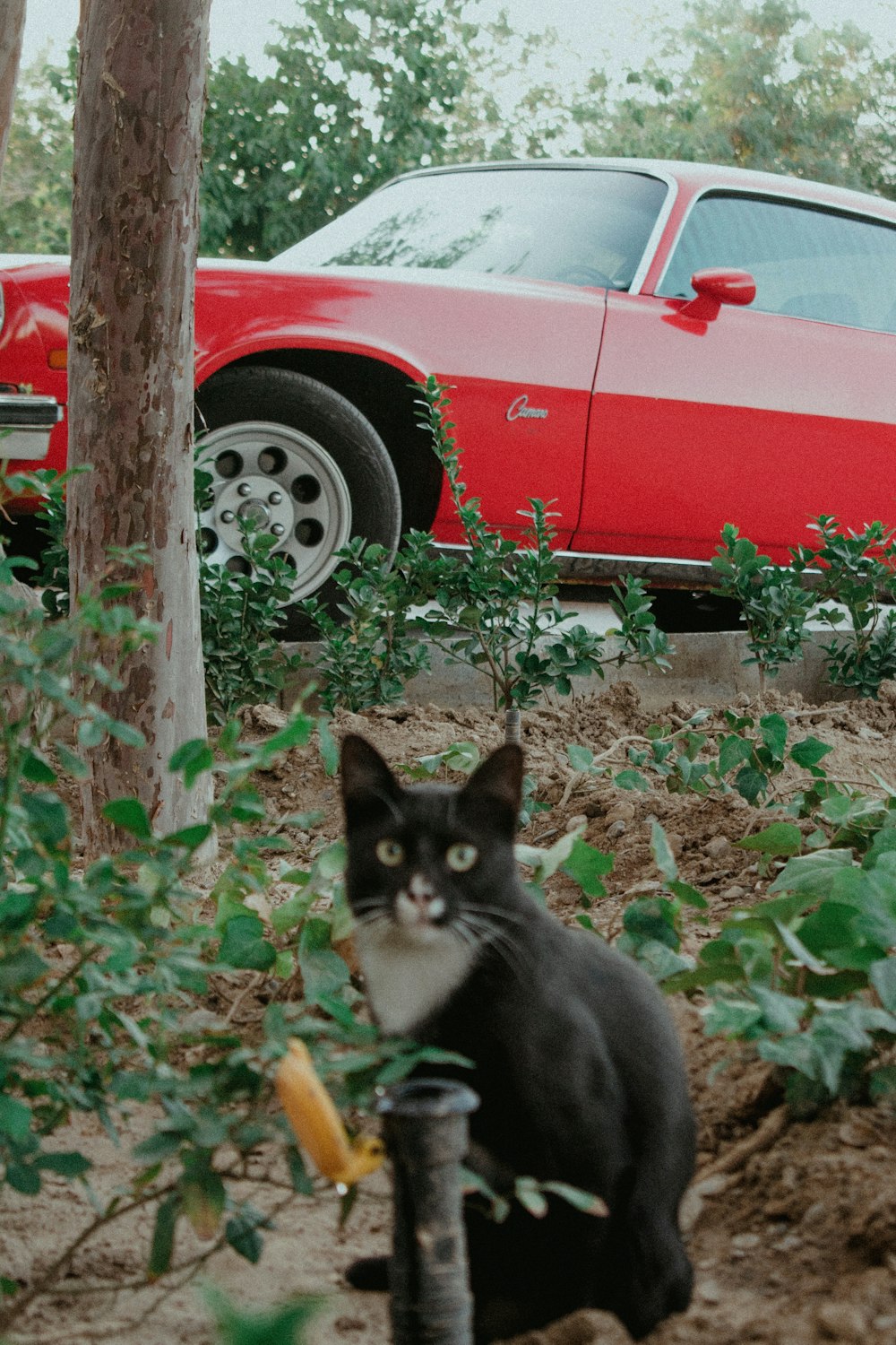 a cat sitting on a tree