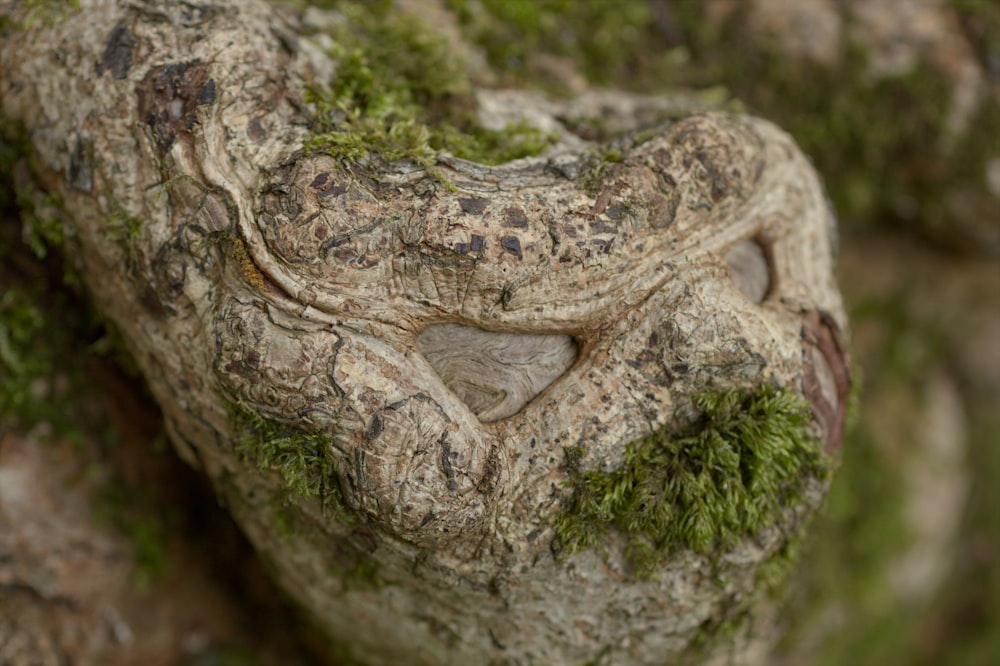 a tree trunk with a face carved into it