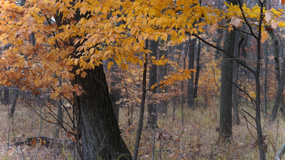 a tree with yellow leaves