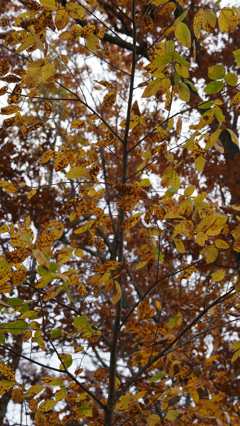 黄色い葉を持つ木