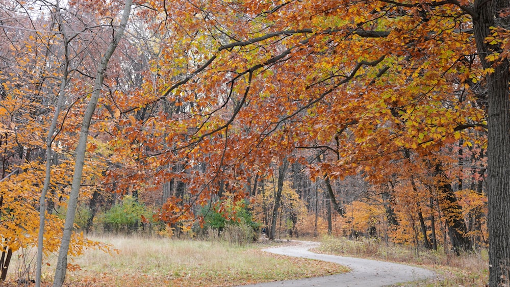 a road with trees on either side