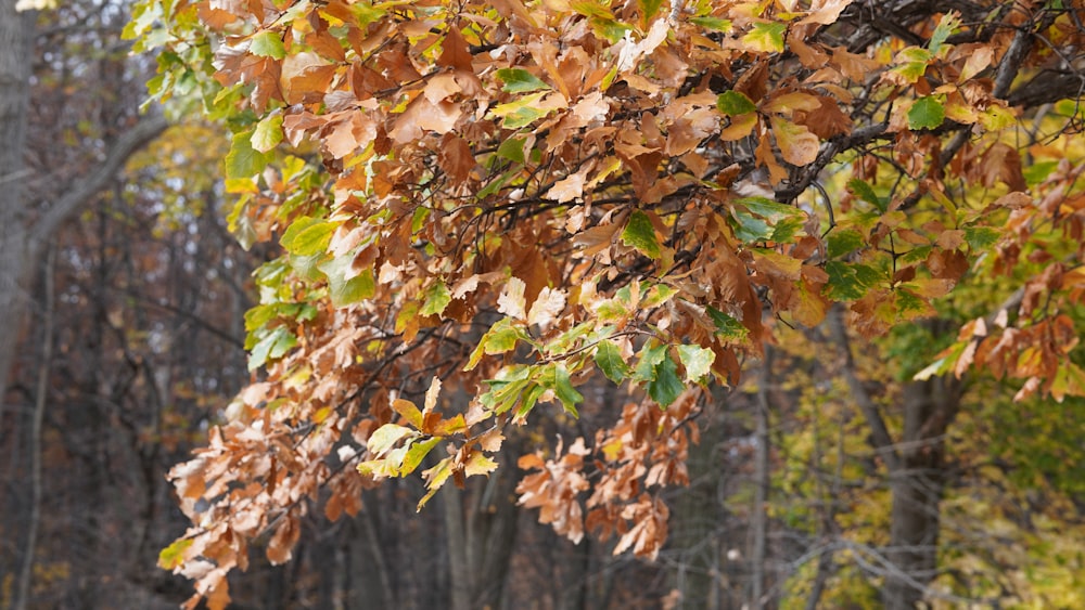 a tree with yellow leaves