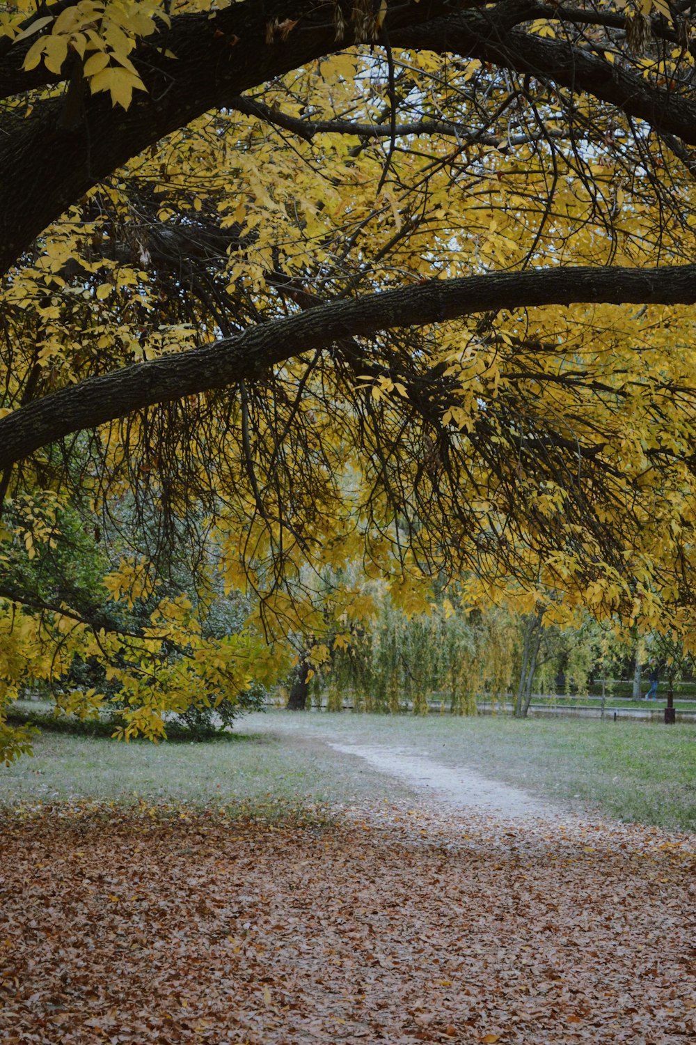 un chemin avec des feuilles jaunes sur le côté et des arbres de chaque côté