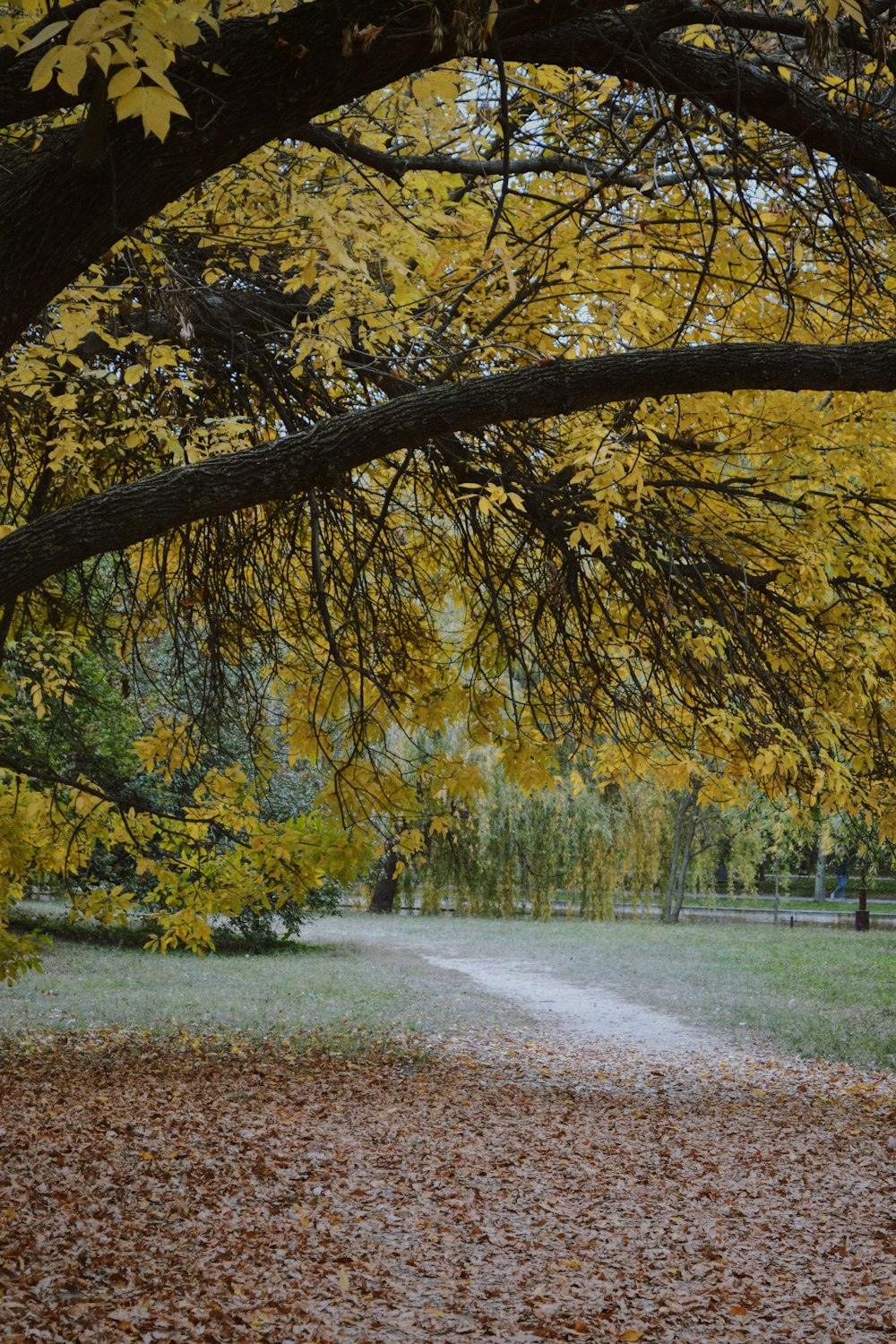 a path with yellow leaves on the side and trees on either side