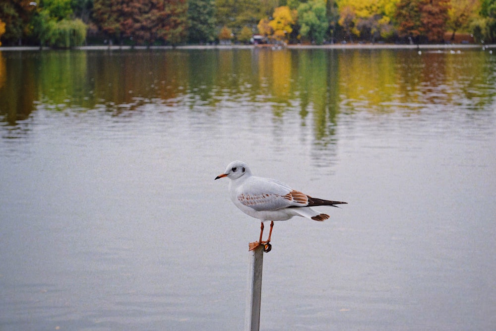 a bird standing on a pole in front of a body of water