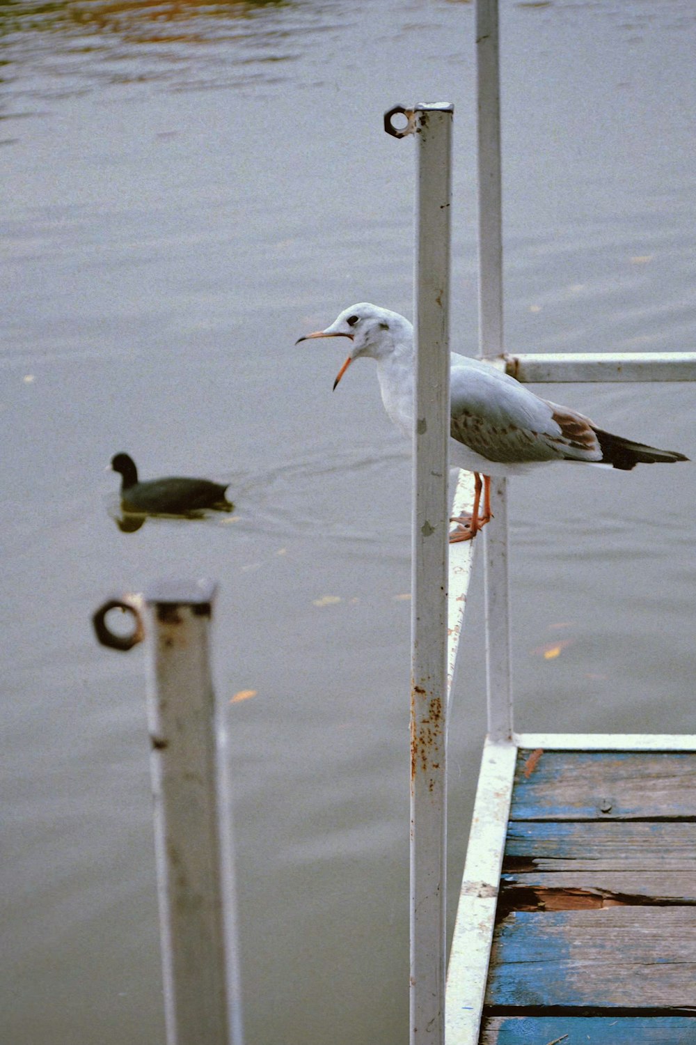 a bird on a railing